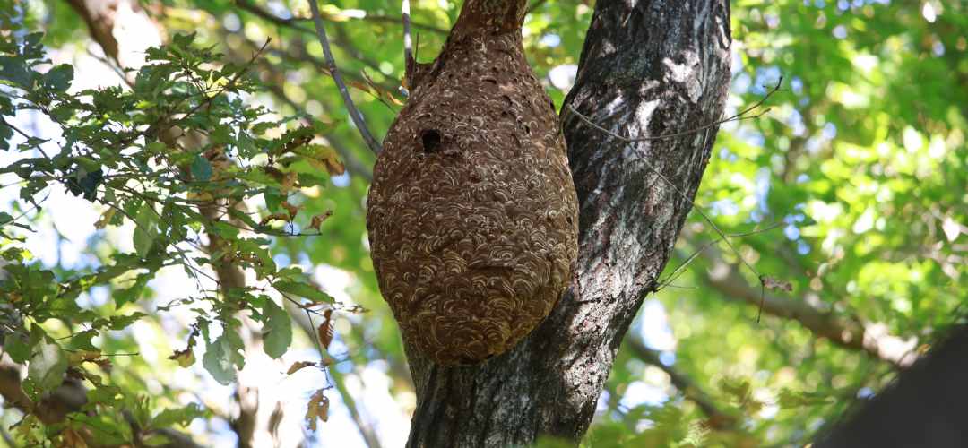 Nid de frelons asiatiques dans un arbre. Destruction